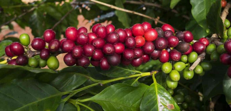 قهوه لیبریکا 